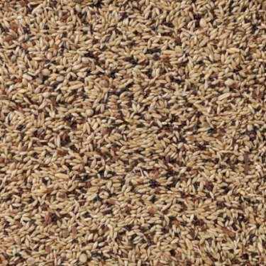 DN 55 - CANARIES SUPREME 20KG / KANAREK SUPREME (SAŁATA PERILLA BRĄZOWA)