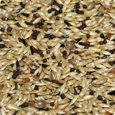 DN 55 - CANARIES SUPREME 20KG / KANAREK SUPREME (SAŁATA PERILLA BRĄZOWA)