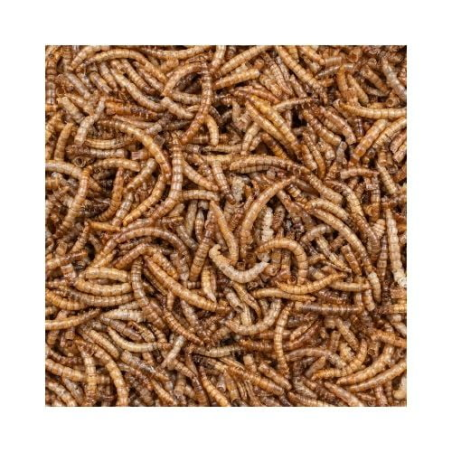GREENLINE MEALWORMS / Mączniaki dla zwierząt ogrodowych