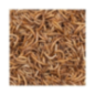 GREENLINE MEALWORMS / Mączniaki dla zwierząt ogrodowych