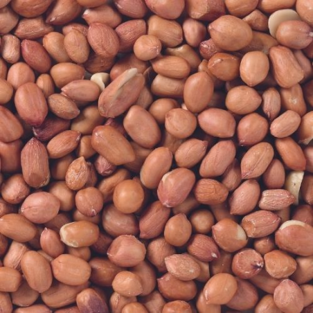 BEYERS OBRANE ORZECHY ZIEMNE 25KG