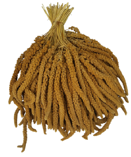 BEYERS PROSO ŻÓŁTE W KŁOSACH 25KG