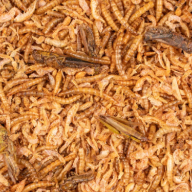 DN CHIX INSECT MIX 180GR (10)/ MIESZANKA OWADÓW