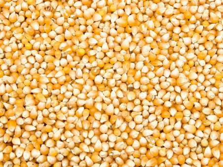 BEYERS MAIZE POPCORN 25KG / KUKURYDZA POPCORN