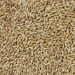 KANAR ZIARNO 20KG / KANARIENSAAT