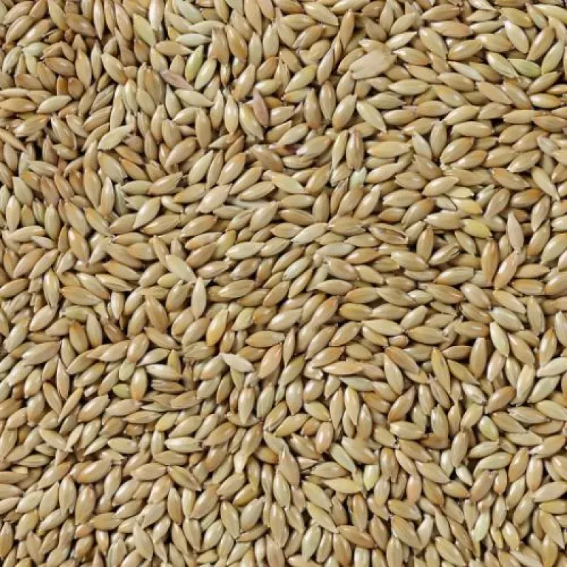 KANAR ZIARNO 20KG / KANARIENSAAT