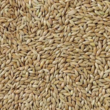 KANAR ZIARNO 20KG / KANARIENSAAT