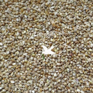 BEYERS PROSO JAPOŃSKIE 15KG