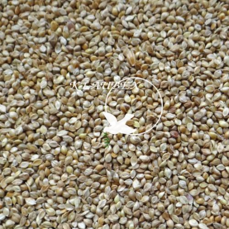 BEYERS PROSO JAPOŃSKIE 15KG