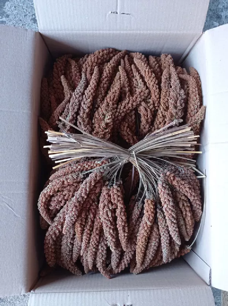 BEYERS PROSO CZERWONE W KŁOSACH 25KG