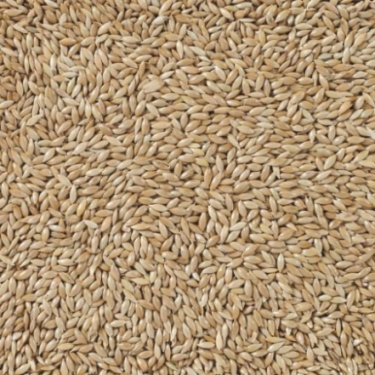 DN 86 - CANARY SEED EXTRA 20KG / EXTRA NASIONA KANARU