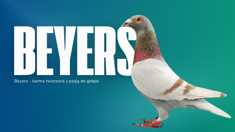 Beyers – karma tworzona z pasją do gołębi