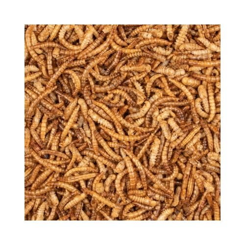 miniaturka-chix-mealworm2s2